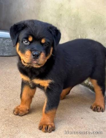 chiots rottweiler à donner femelle 