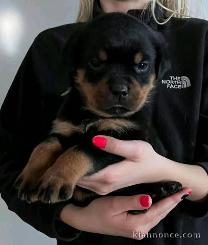 Bébé chiot rottweiler à donner 