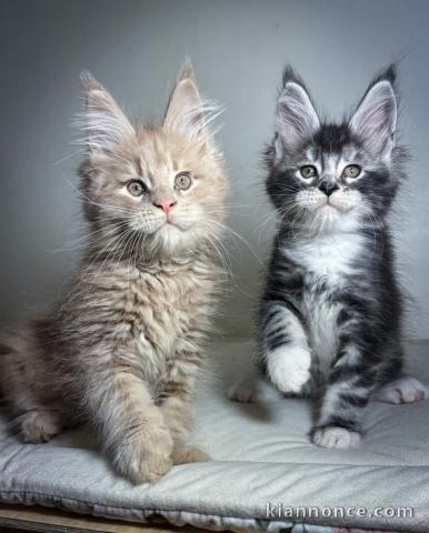 Adopter chaton Maine coon 