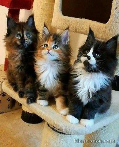 Bébé chaton Maine coon disponible 