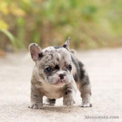 Je donne chiot bouledogue français 