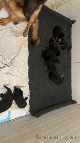 bébé chiot berger allemand disponible pour adoption 