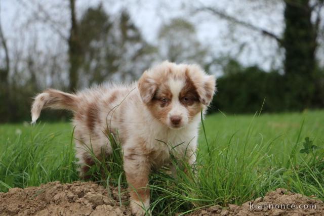 chiots berger australien lof mâle a donner 