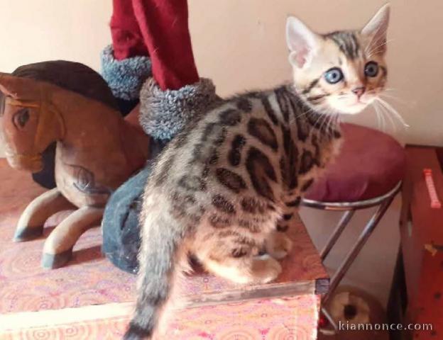 bébé chaton Bengal a donner contre bon soin 