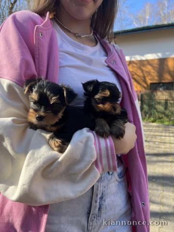 bébé chiot York toy a donner 