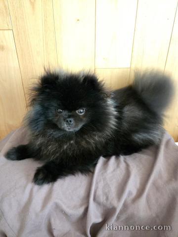 chiots spitz nain noir disponible pour compagnie 