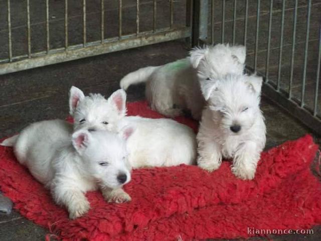 chiots a donner contre bon soin 