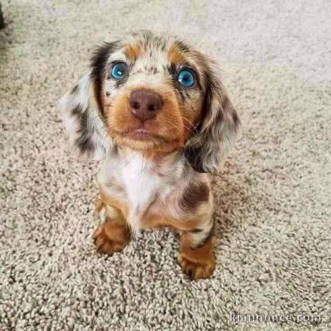 chiots Teckel nain alerquin a donner 