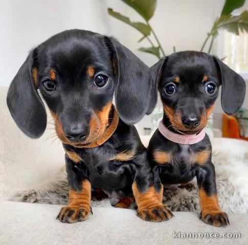 chiots teckel a donner contre bon soin 