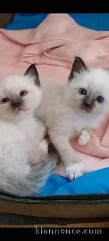 je donne chaton ragdoll disponible 