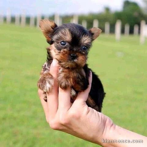 chiots York mâle a donner 
