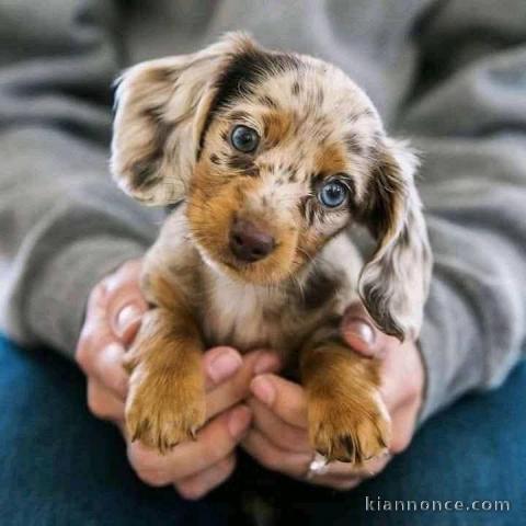 chiots Teckel nain à adopter 