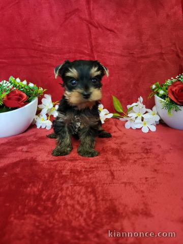 chiots Yorkshire mâle a donner 