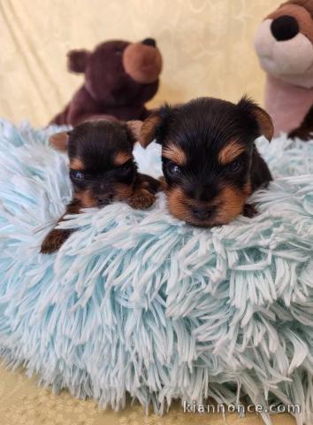 chiots Yorkshire mâle a donner 