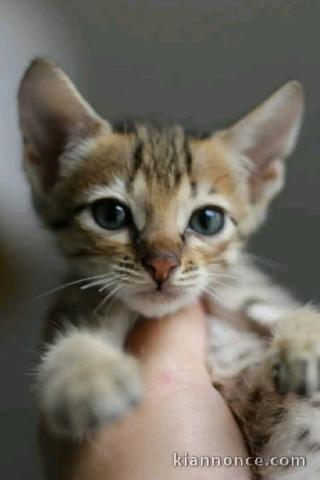 bébé chaton Bengal pour adoption 