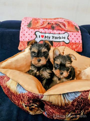 adopter chiot York disponible 
