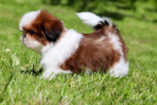 chiots Shih Tzu à donner 