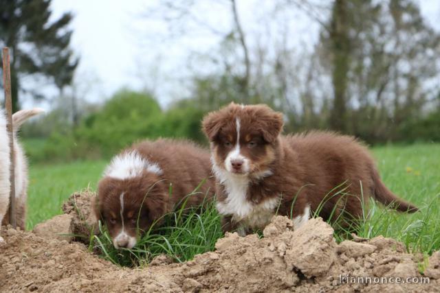 adopter chiot berger australien disponible 