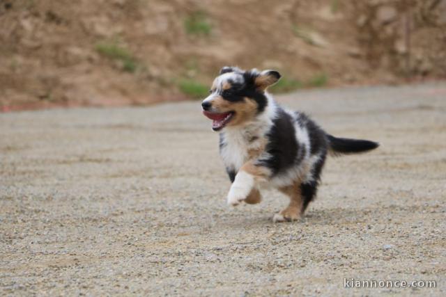 je donne chiot berger australien 