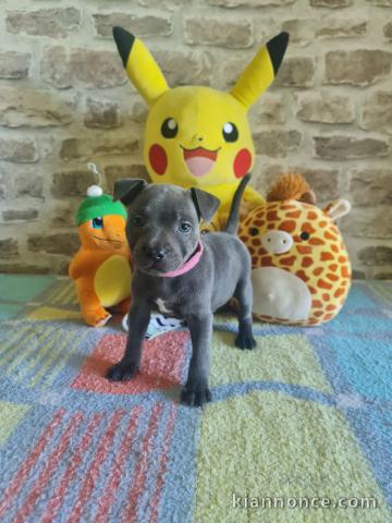 chiots staffie à adopter 