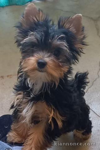 chiots Yorkshire femelle a donner 