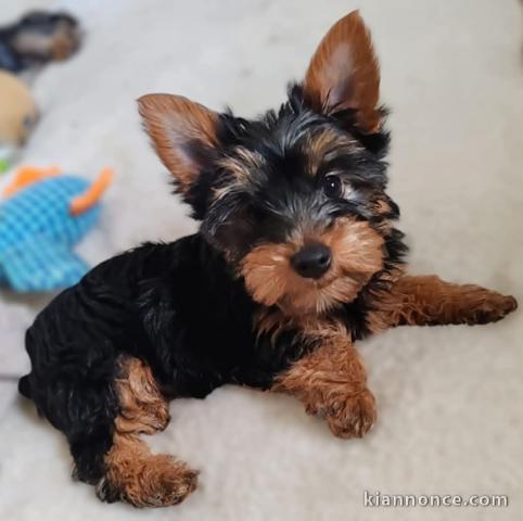 chiots Yorkshire femelle a donner 