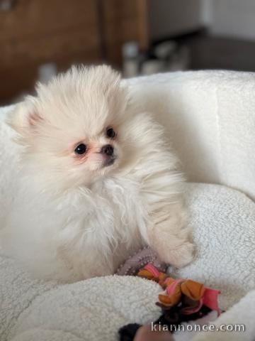 chiots spitz nain à adopter 