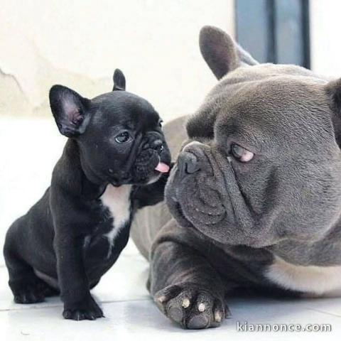 chiot bouledogue français à donner 