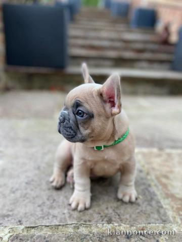 Adopter chiot bouledogue français 