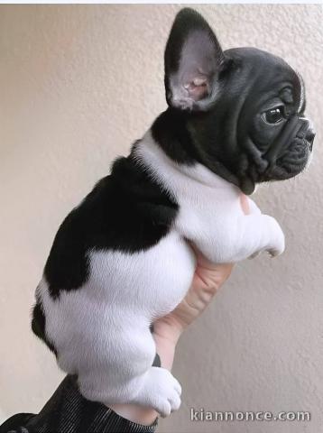 Je donne chiot bouledogue français disponible 
