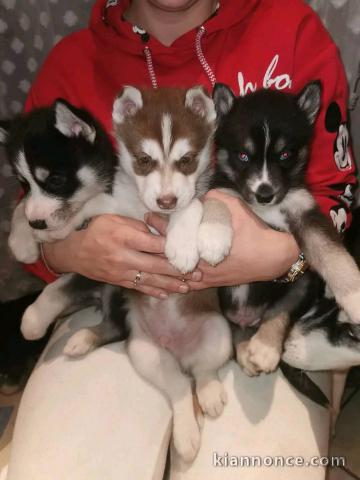 chiot sibérien husky a donner 