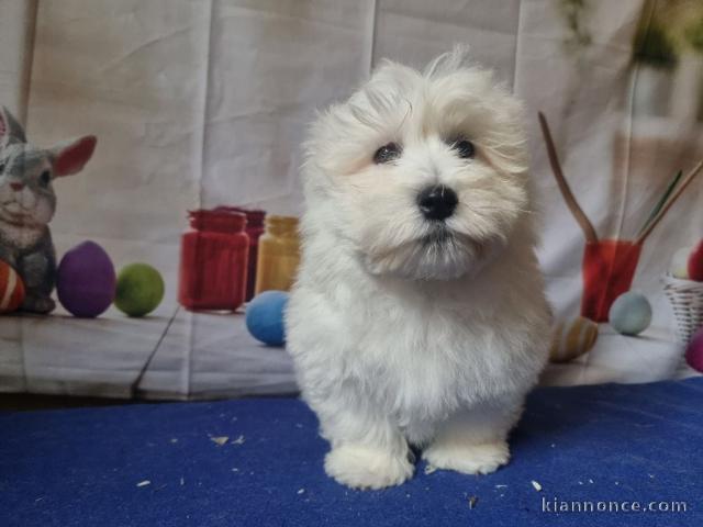 Chiots coton tuléar a donner 