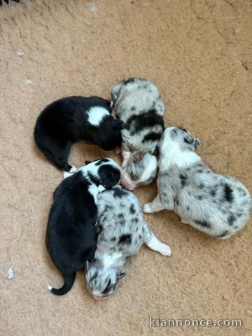 chiots berger australien disponible pour adoption 
