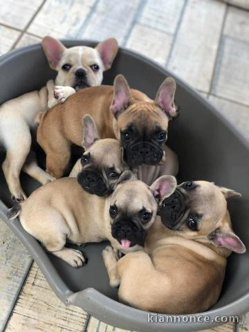 Adoption chiot bouledogue français 
