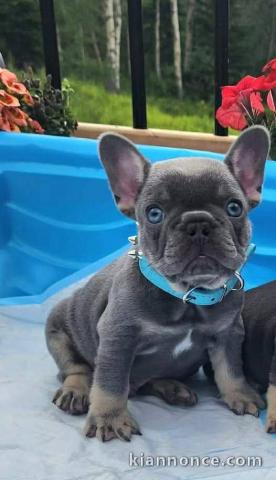 Chiots bouledogue français à donner 