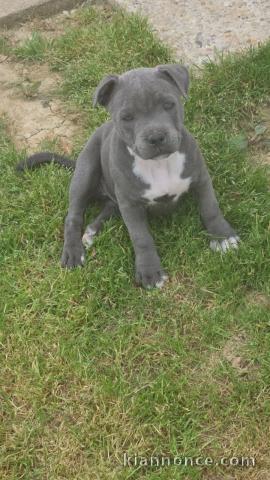 chiots staffie à adopter 