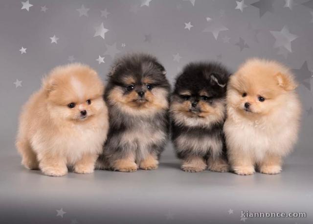Adoption chiot spitz allemand 