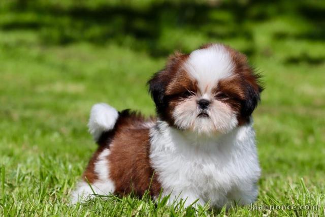chiots Shih Tzu à donner 