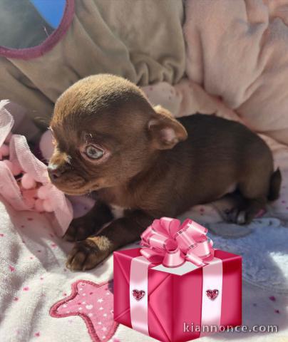 Chien chihuahua femelle a donner 