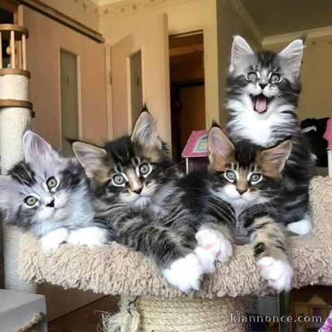 Dons chatons maine coon disponible 