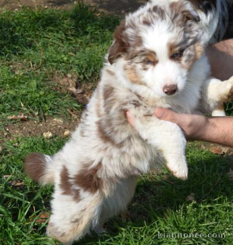 chiot berger australien mâle a donner 