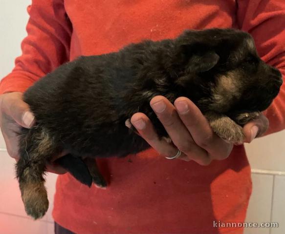 chiots berger allemand a donner mâle 