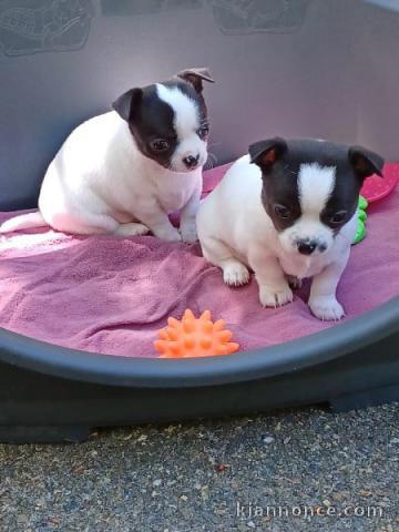bébé chiot chihuahua femelle a donner 