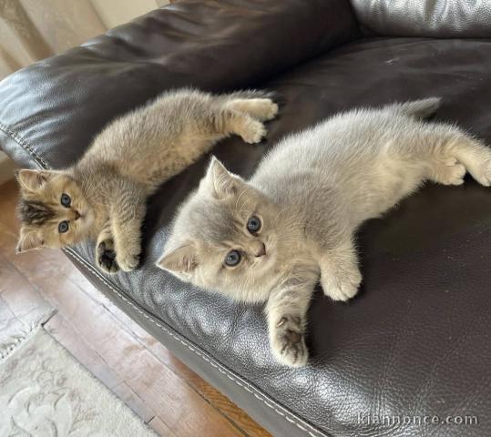 adoption chatons British shorthair 