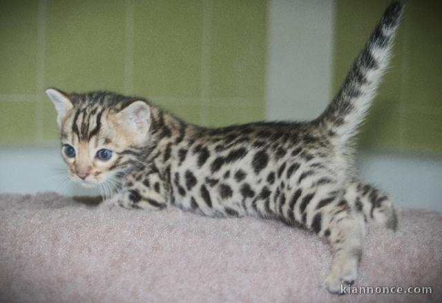 Chaton bengal a donner 