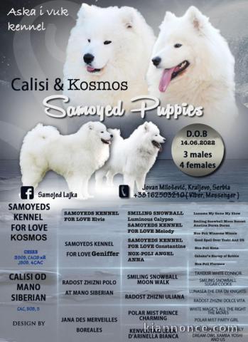 Samoyède chiot a vendre