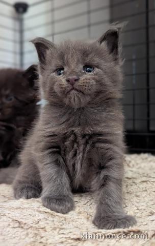 bébé chaton Maine coon à adopter 