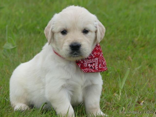 je donne chiot golden retriever femelle 