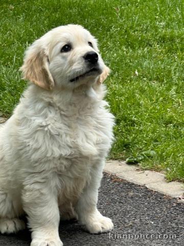 chiots golden retriever femelle adorable 