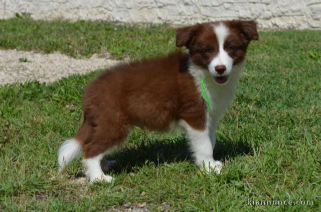 chiots Border collier Femelle a donner 